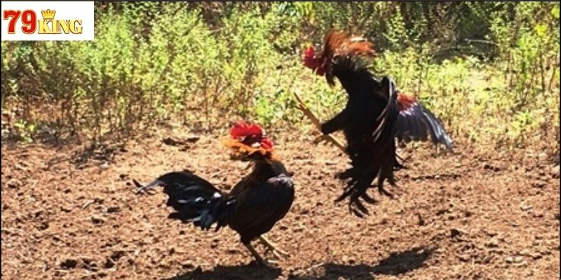 Nguồn gốc và sự phát triển của đá gà truyền thống