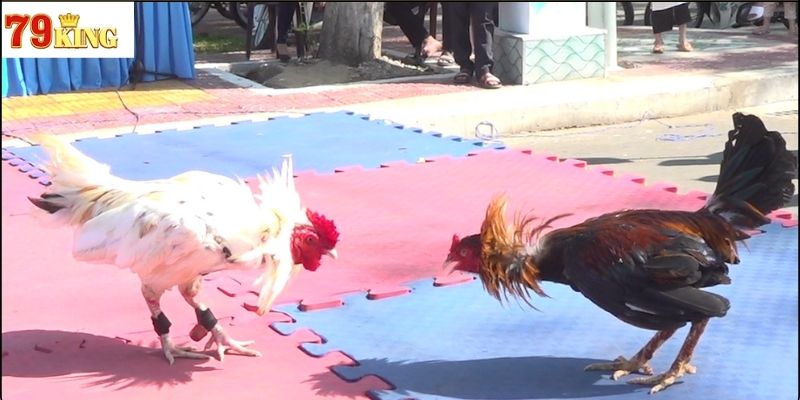 Luật chơi và cách tổ chức đá gà tre