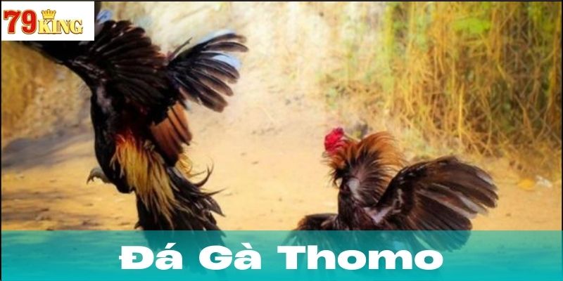 Khái Niệm Về Đá Gà Thomo