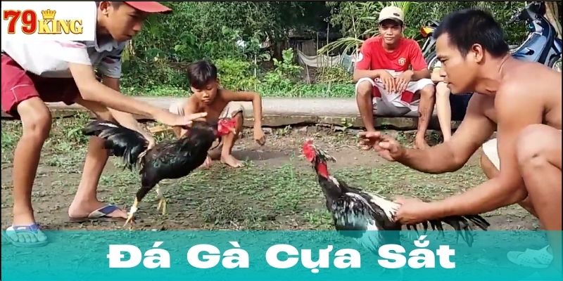 Lịch sử và ý nghĩa của đá gà cựa sắt